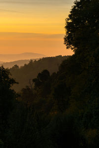 Silhouette trees in forest against sky during sunset