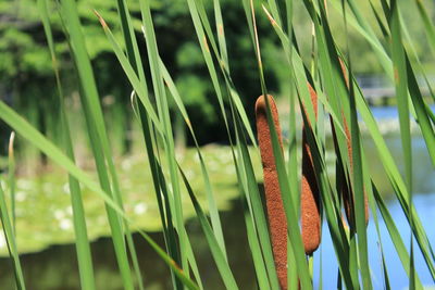 Close-up of crab on grass