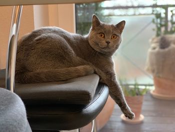 Portrait of cat sitting on chair at home