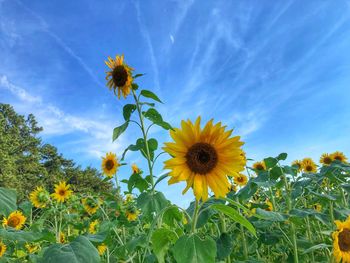 Low angle view of sunflower against sky