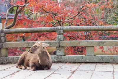 View of an animal sitting on wall