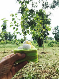 Midsection of person holding apple on tree