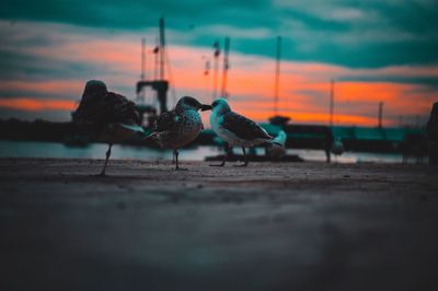 View of birds on land against sunset sky