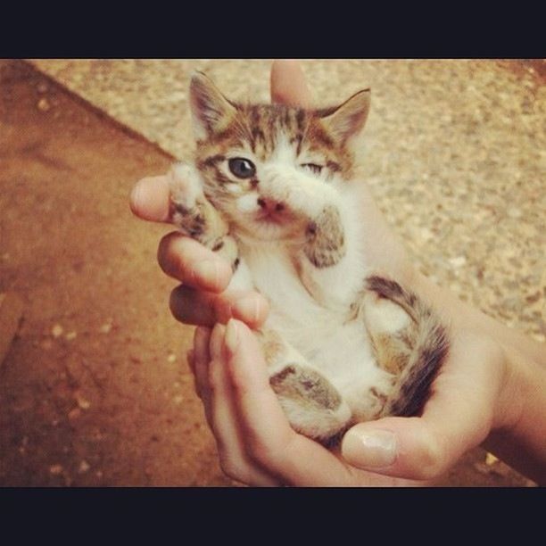 pets, animal themes, domestic animals, domestic cat, one animal, mammal, person, cat, feline, whisker, holding, part of, pet owner, young animal, looking at camera, unrecognizable person, portrait