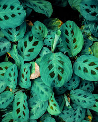 Closeup nature view of green leaf background and dark tone