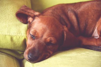 Close-up of dog relaxing at home