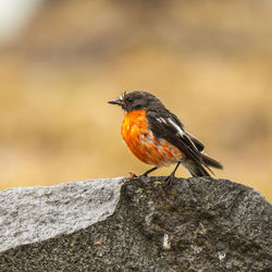 Close-up of bird perching on rock