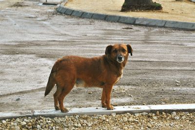 Portrait of dog by walkway