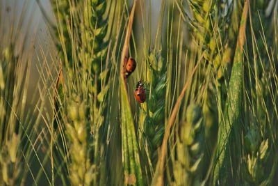 Close-up of ladybug on plant