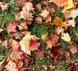 Full frame shot of maple leaves