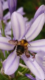 Close-up of bee pollinating on purple flower