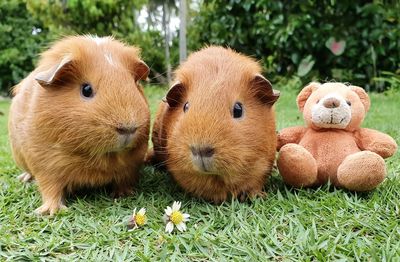 View of guinea pigs on field