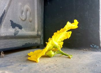 Close-up of yellow flowers on window