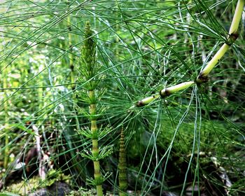 Close-up of plant