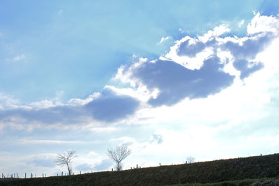 Low angle view of trees on field against sky