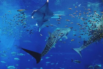 Close-up of fishes in swimming in sea