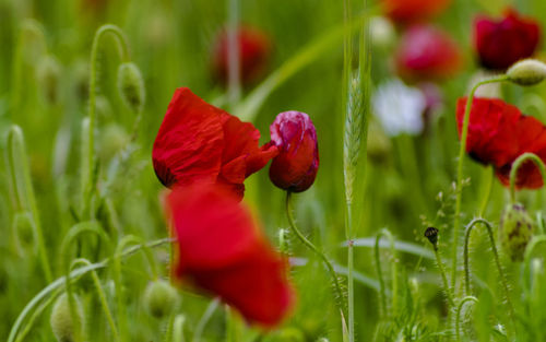 Close-up of red poppy flowers on field