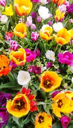 Full frame shot of yellow tulips