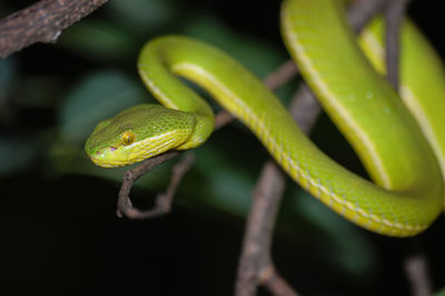 Close-up of snake on twig