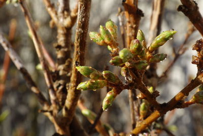 Close-up of flower buds growing on tree