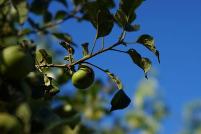 Low angle view of berries growing on tree against sky