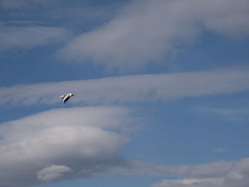 Low angle view of bird flying in sky