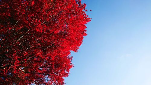 Low angle view of red flowering plant against sky