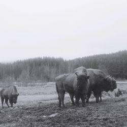 Horses grazing on field