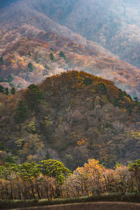 View of trees in forest during autumn