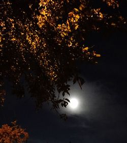 Low angle view of trees against sky at night