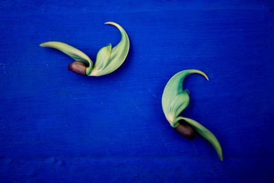 Close-up of fruit on table