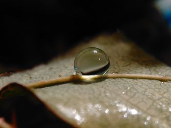 Close up of leaf