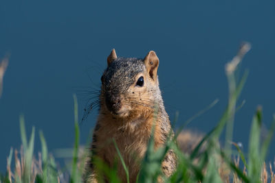 Squirrel standing in the grass with blue water in background.