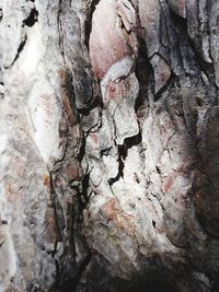 Full frame shot of tree trunk