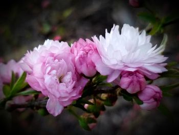 Close-up of pink flowers