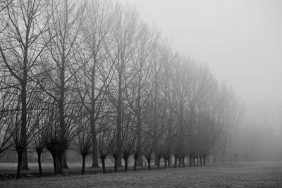 Bare trees in cemetery against sky during winter