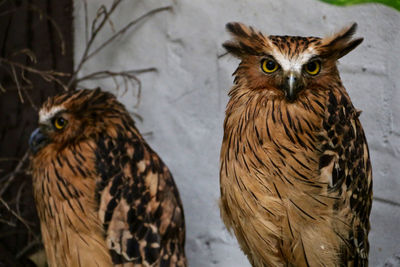 Tawny fish owl staring at camera