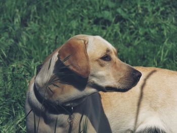 Close-up of dog looking away on field