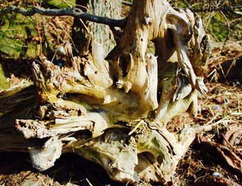 Close-up of tree trunk