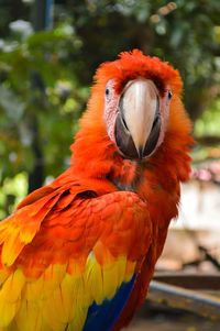 Close-up portrait of scarlet macaw