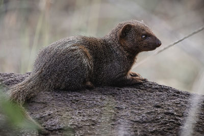 Common dwarf mongoose - lewa conservancy, north kenya