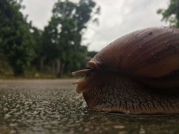 Close-up of snail