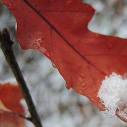 Close-up of red leaves