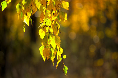 Close-up of yellow leaves on plant