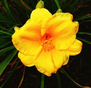 Macro shot of water drops on flower