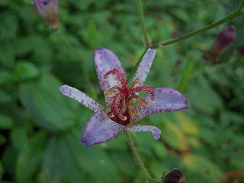 Close-up of insect on flower