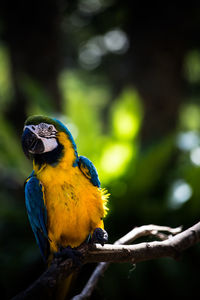 Close-up of a bird perching on branch