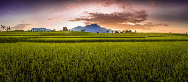 The beauty of the morning in the rice fields on a sunny morning