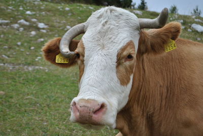 Close-up portrait of cow