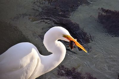 High angle view of swan swimming in lake